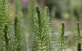 Mareâs-tail Hippuris vulgaris, plants in water Royalty Free Stock Photo